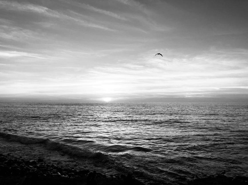 A stunning black and white photo of the ocean at sunset with a bird flying above.